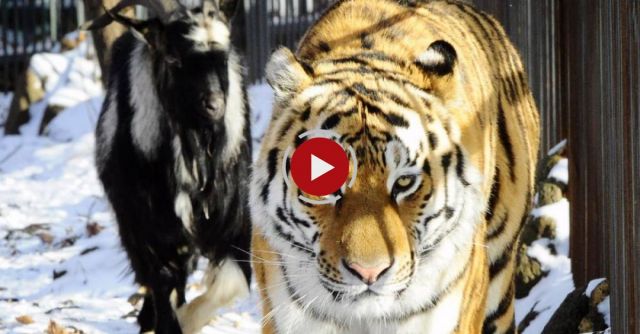 Brave Goat Chases Away Siberian Tiger. 