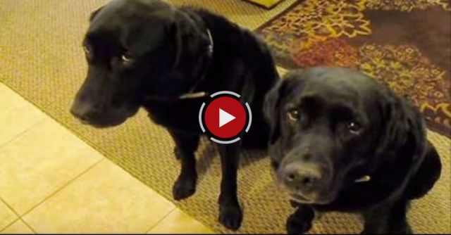 Funny Dog Snitches On Sibling.  Who Stole The Cookie?