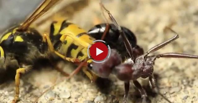 European Wasp Vs Bull Ant