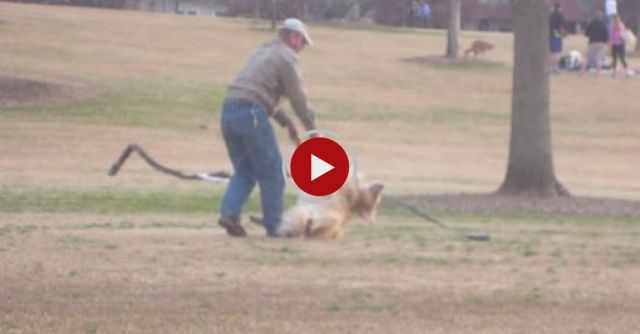 Lazy Dog Doesn't Want To Leave The Park