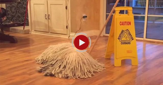 Mop Dog