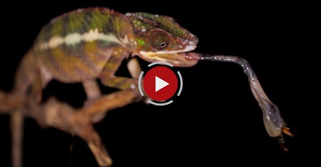 Chameleon Tongue Attack In Slow Motion