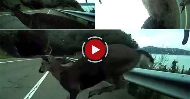 Bicyclist Crashes Into Deer
