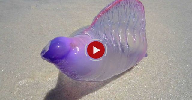 Live Caravela Portuguesa On The Beach