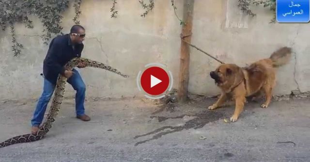 Guard Dog Vs Enormous Snake