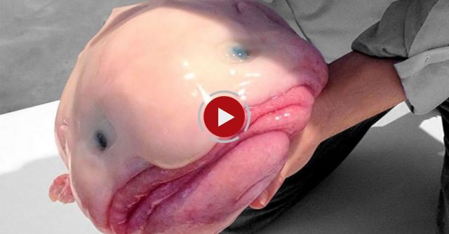 10 Creepy Sea Creatures You Didn't Know Existed