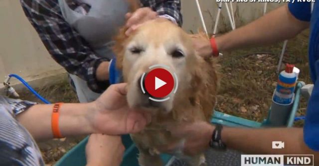 Golden Retrievers Find Love And Home After Long Journey