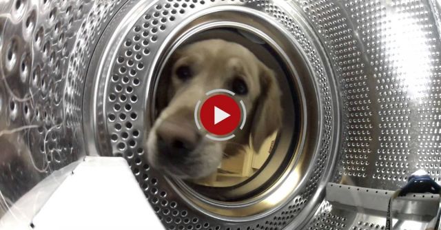 Cute Golden Retriever Rescuing Her Teddy Bear