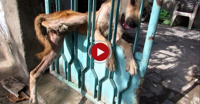 Desperate For Help, Trapped Dog Freed From Gate