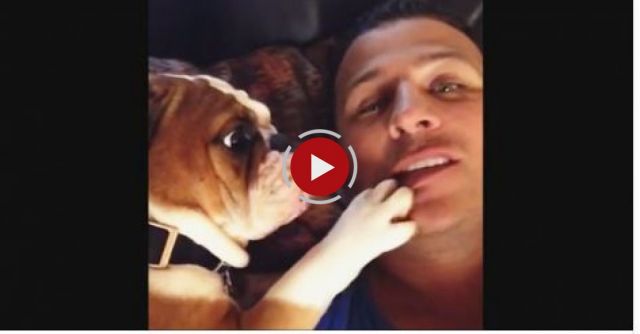 Adorable Bulldog Puppy Can't Stop Kissing Owner
