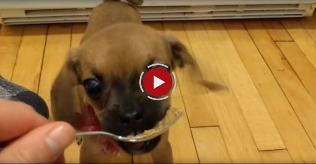Puppy's First Peanut Butter Treat