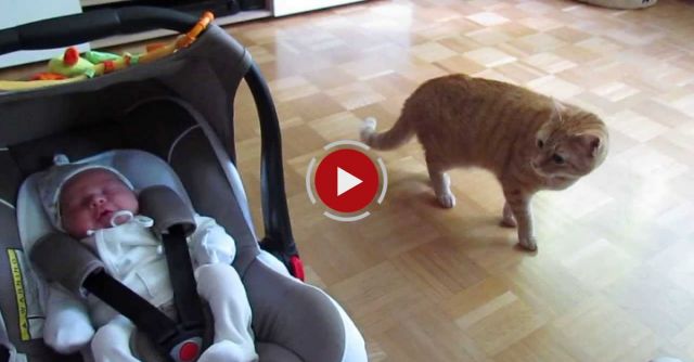 Cat Meets Baby First Time