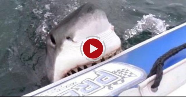 Great White Shark Attacks Inflatable Boat! 