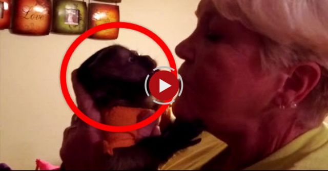  Baby Monkey's Reaction When Grandma Comes Home 