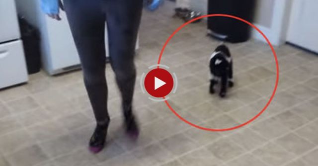 Baby Pygmy Goat Copies Hopping