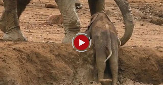 Elephants Helping A Calf Out Of A Waterhole