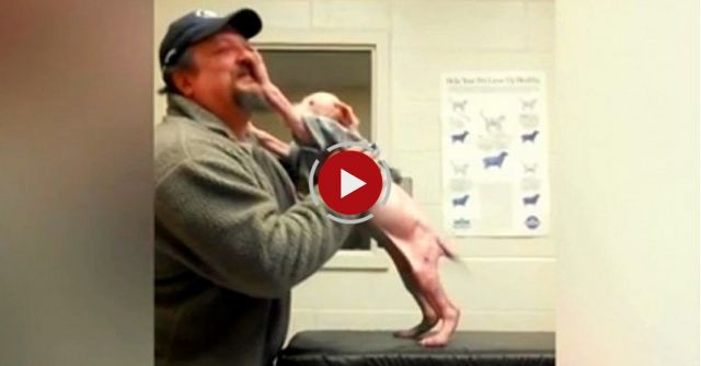 Pit Bull Puppy Happy To Be Reunited With Its Rescuer
