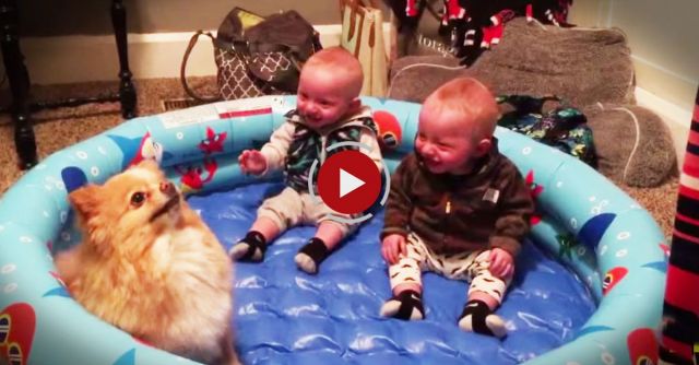 Twin Babies Can't Stop Giggling At Their Pomeranian