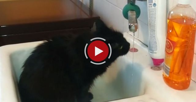 Hangover Cat - How To Avoid A Hangover Video Tutorial