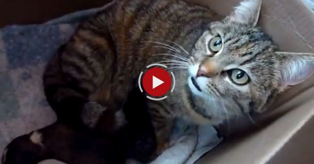 Mama Cat's Reaction To Newborn Puppy