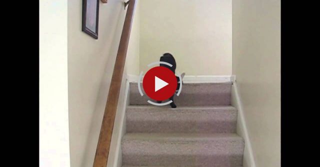 Baby Pygmy Goat On A Staircase