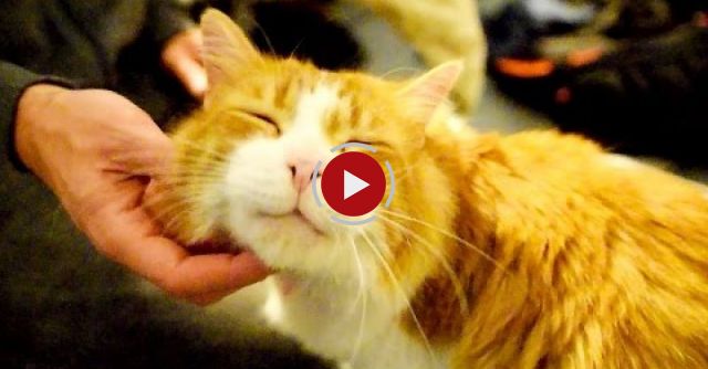 The Cutest Purr In The World