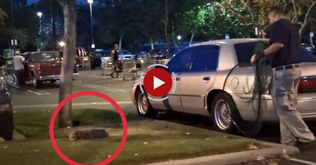 Exhausted Stray Dog Gets Rescued In An Unusual Way