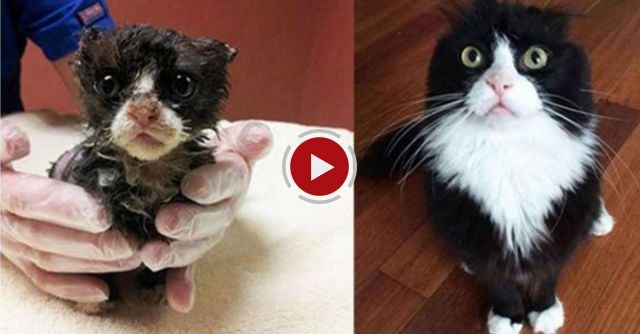 22 Rescued Cats And Kittens Tell Their Before And After Stories