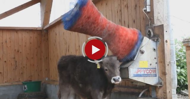 Happy Bull In A Cow-cleaning Machine