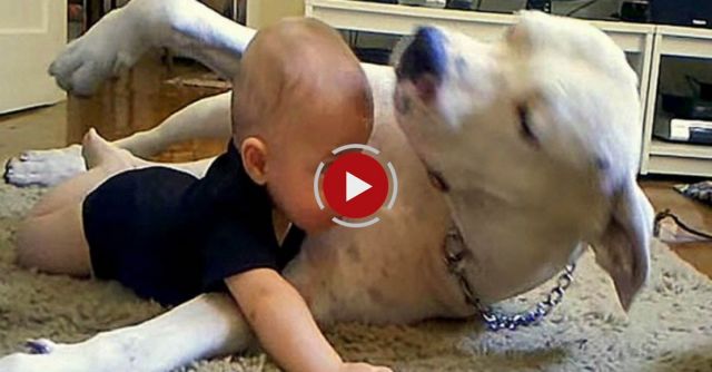 A 60 Kg Argentin Dog And A Baby