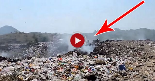 Rescuers Won't Give Up On Cow Strangling At Garbage Dump