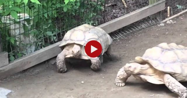 Turtle Rescues His Stranded Friend