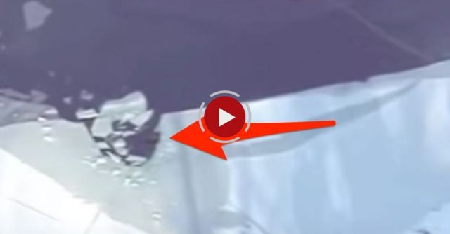 Woof! Dog Rescue From Icy Pond Caught On Camera