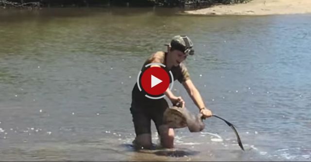 RARE FOOTAGE: Stingray Giving Birth, Boy Delivers 12 Stingrays! HD