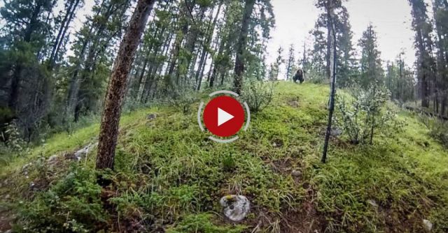 Grizzly Bear Charge In Jasper