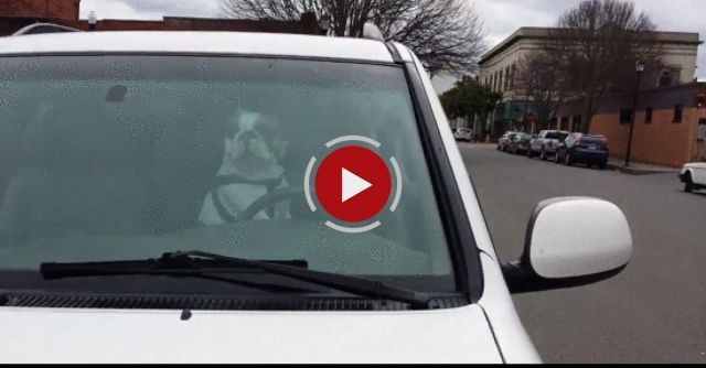 Dog Left In SUV Blares Horn 