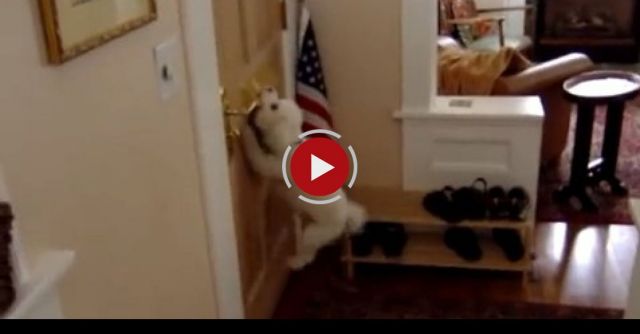 Calvin The Junk Mail Dog