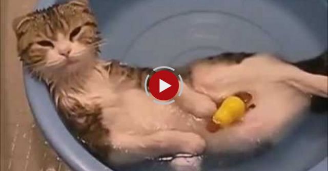 Cute Crazy Funny Cats In WATER!! UNBELIEVABLE !