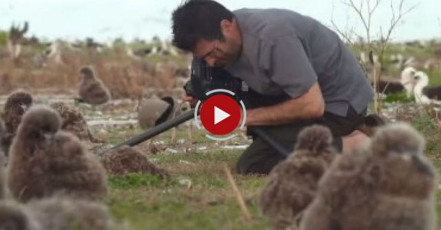 Midway Island, North Pacific Ocean, Unbelievable !