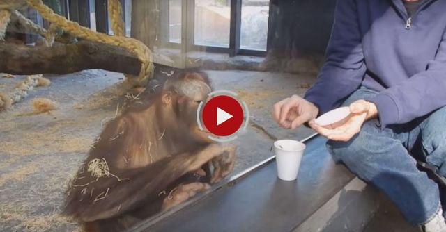 Ape Sees A Magic Trick