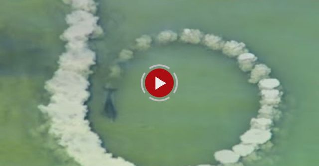  Dolphins Trick Fish With Mud Nets 