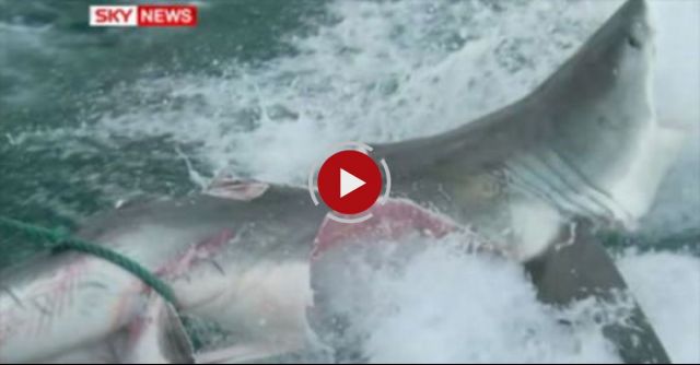 Shark Attacks Shark Queensland Australia