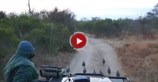 Surprise Leopard Hunt In Front Of Safari Vehicle Caught On Camera