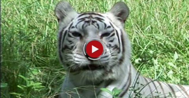 Do TIGERS Like Catnip??