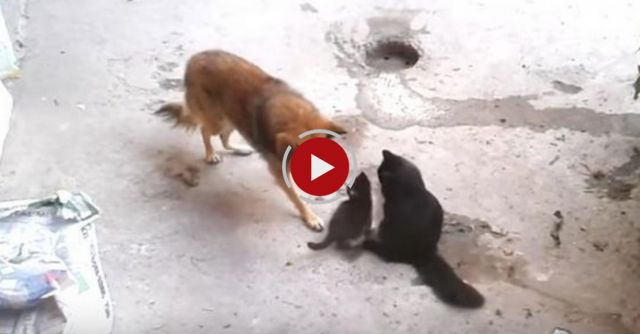 Mother Cat With Kittens Came To Old Friend