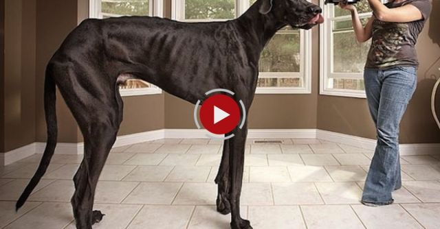 World's Tallest Dog - Guinness World Records