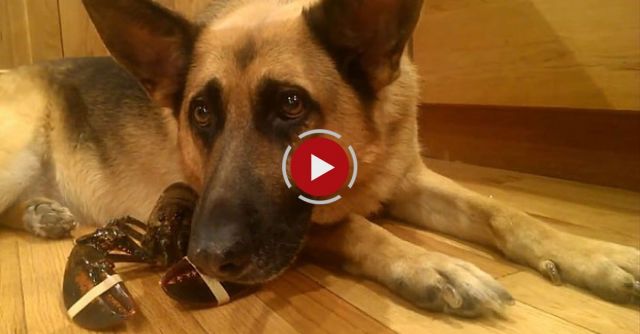 German Shepherd Protective Over A Lobster
