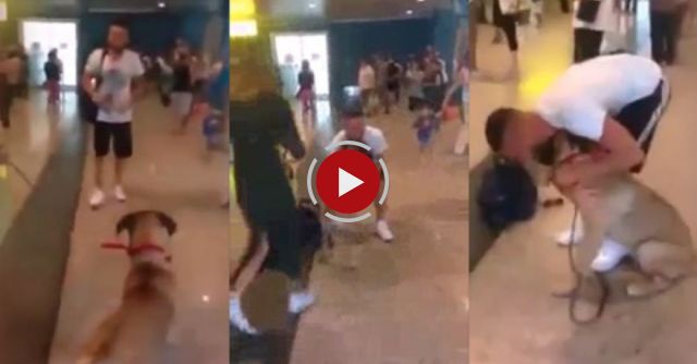 Dog Going Crazy When He See His Owner After 3 Years