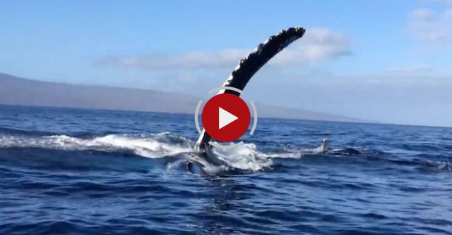 Whale Rams Boat Full Of Whalewatchers