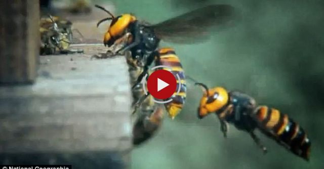 30 Japanese Giant Hornets Kill 30,000 Honey Bees